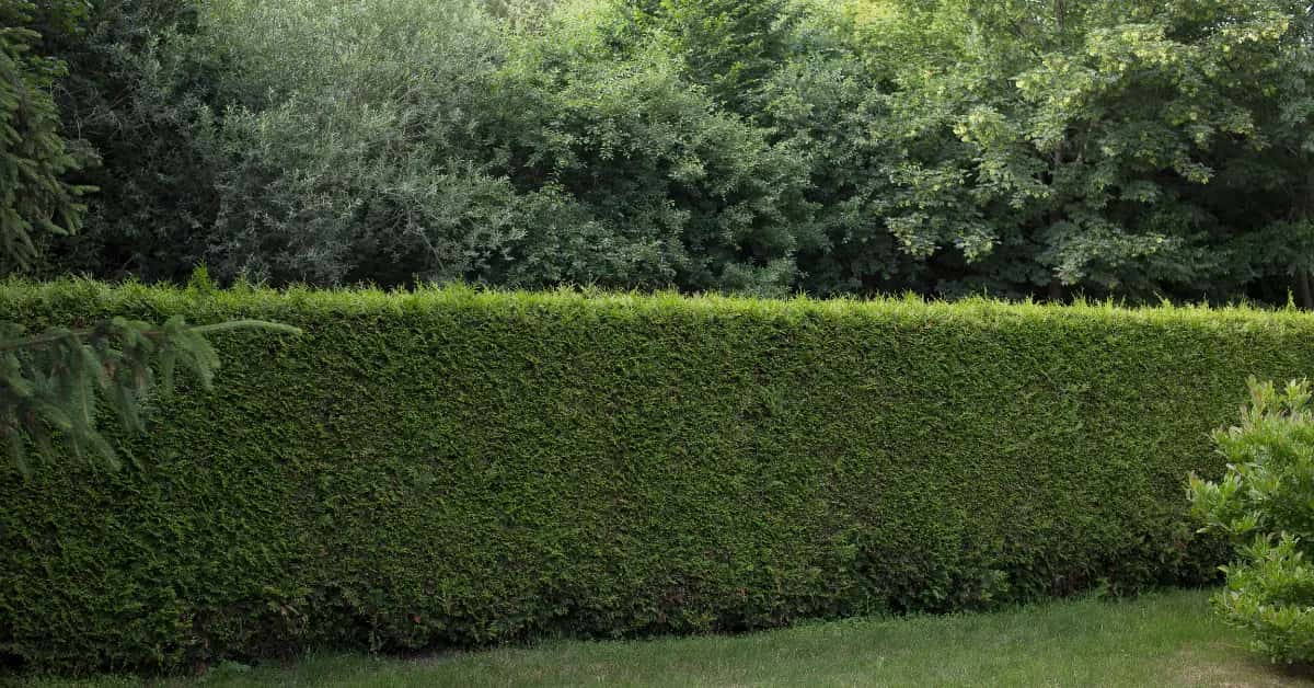 copie de mur97