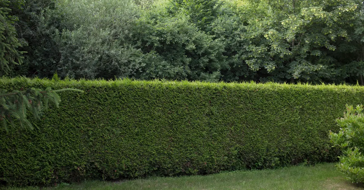 copie de mur97